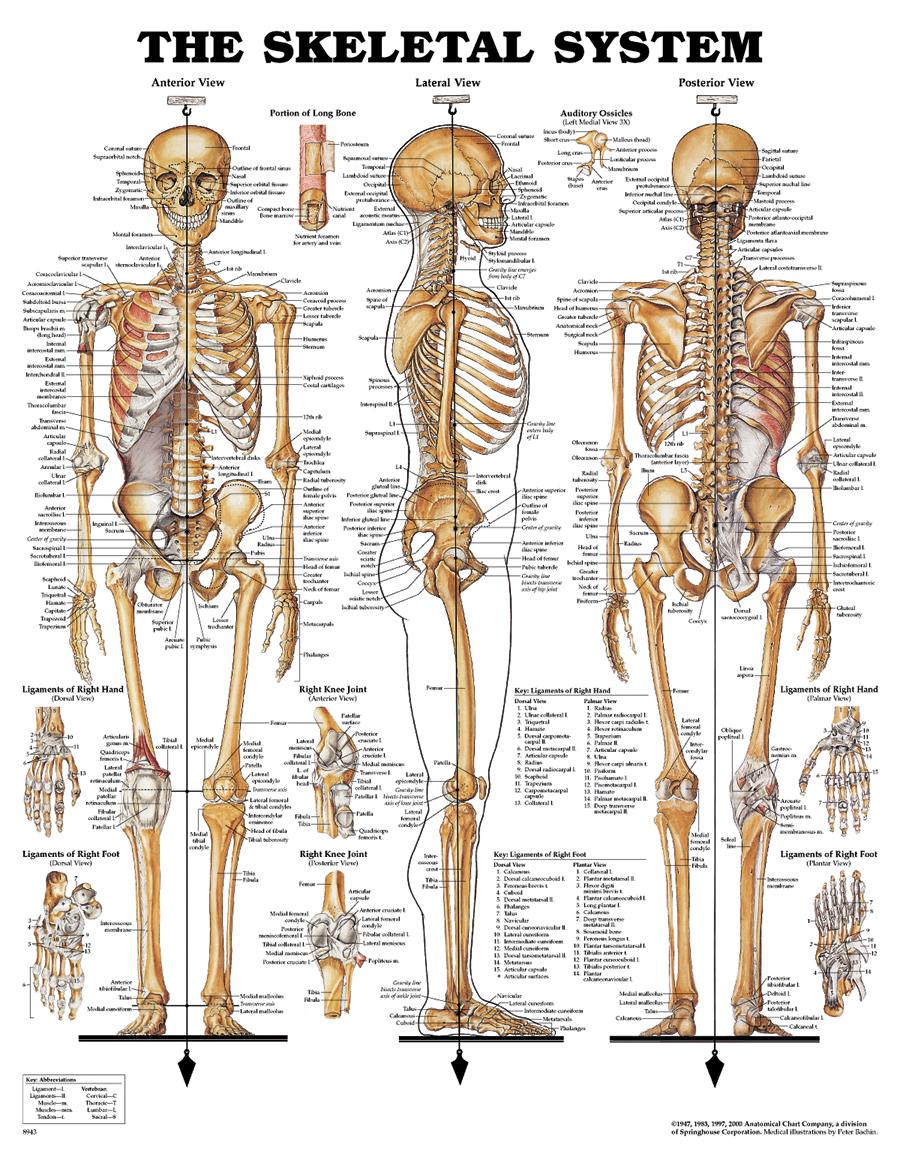All Bones In The Human Body Pictures And Structures 49